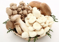 维生素检测仪之蘑菇补充维生素d